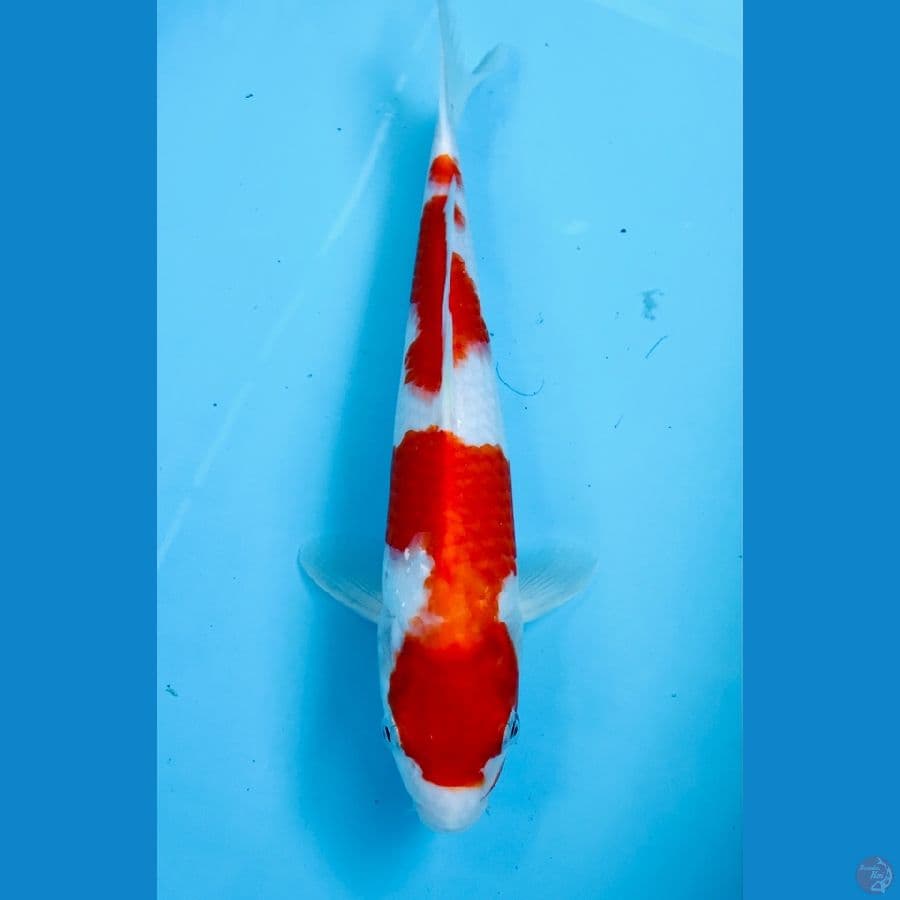 kohaku 30 cm
