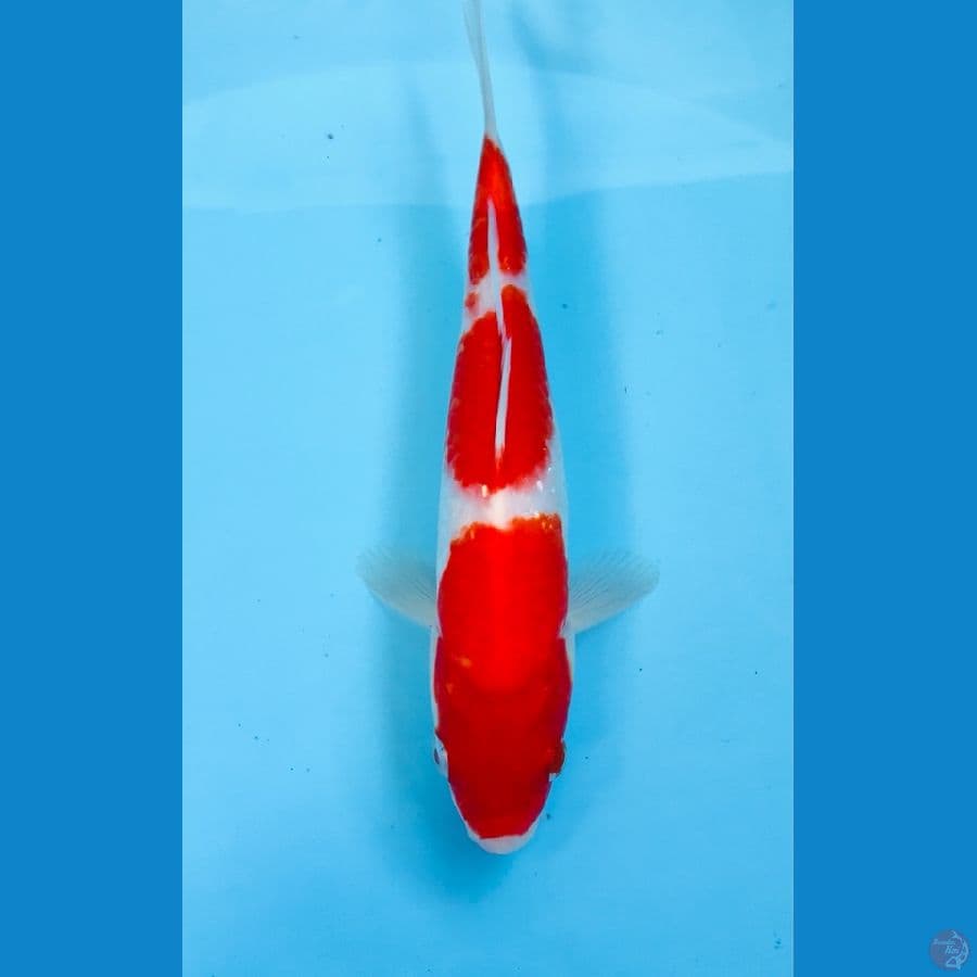 kohaku 22 cm