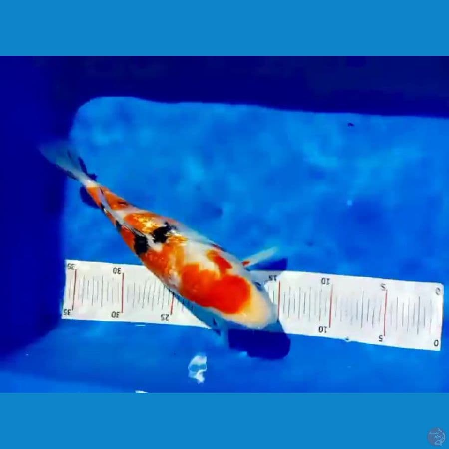 sb sangke ginri 25 cm