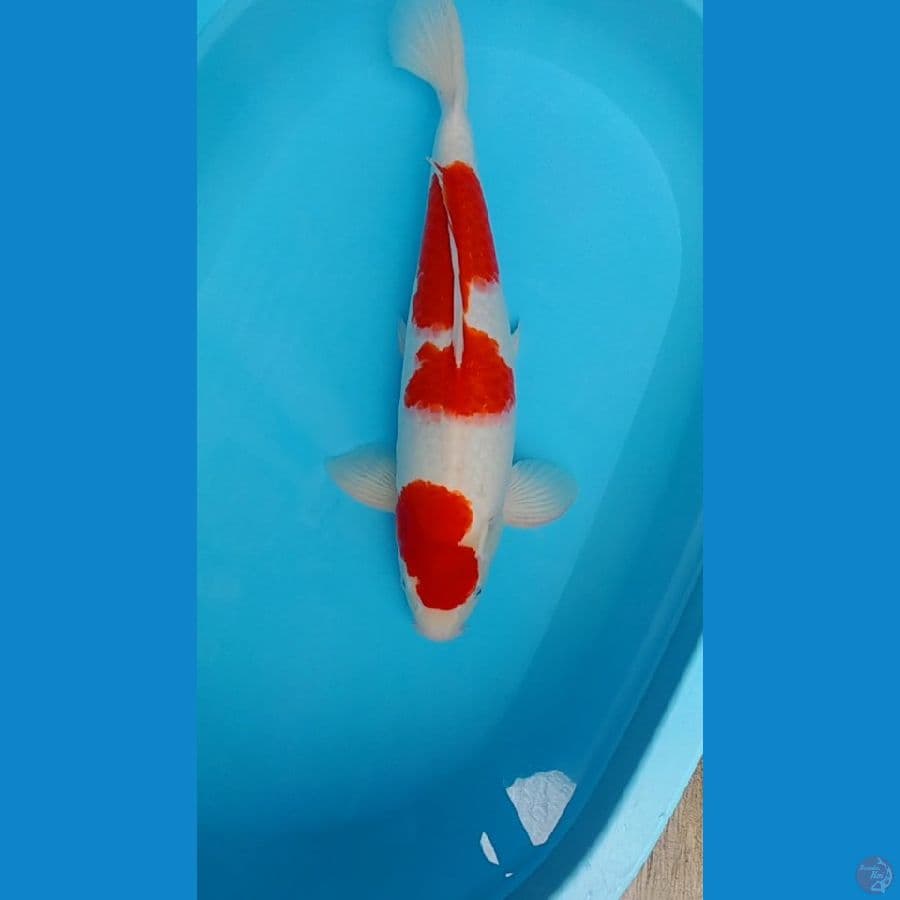 Kohaku.. 50bu,, Male™