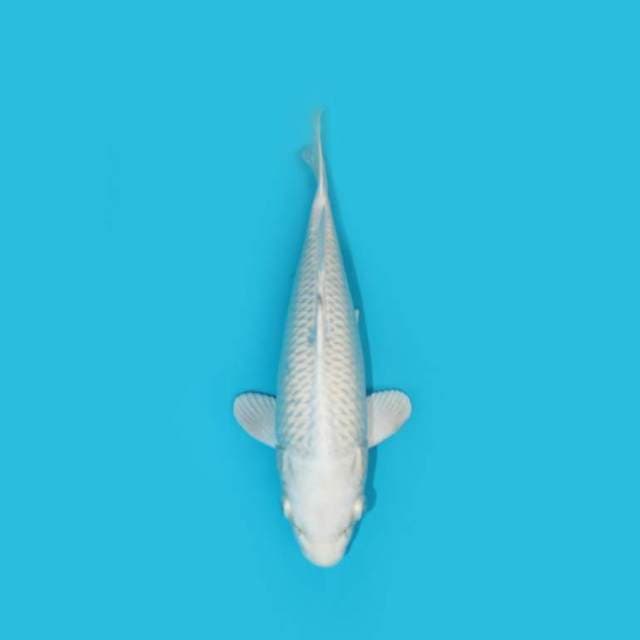 PLATINUM 24 CM