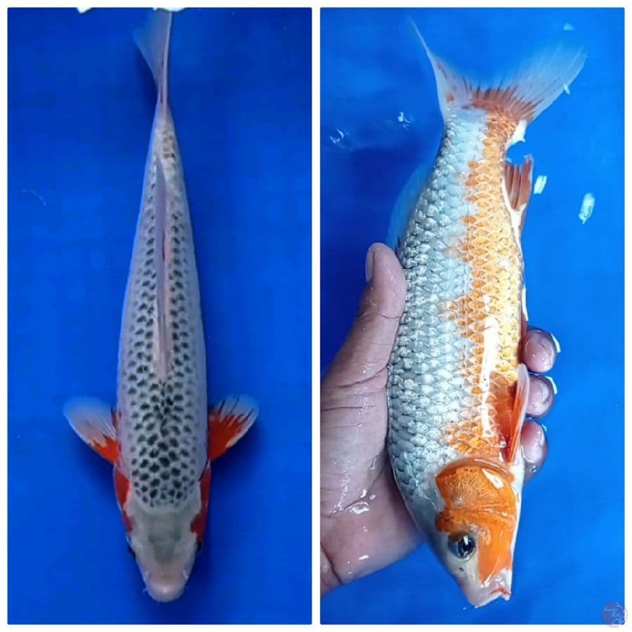 29-cm male