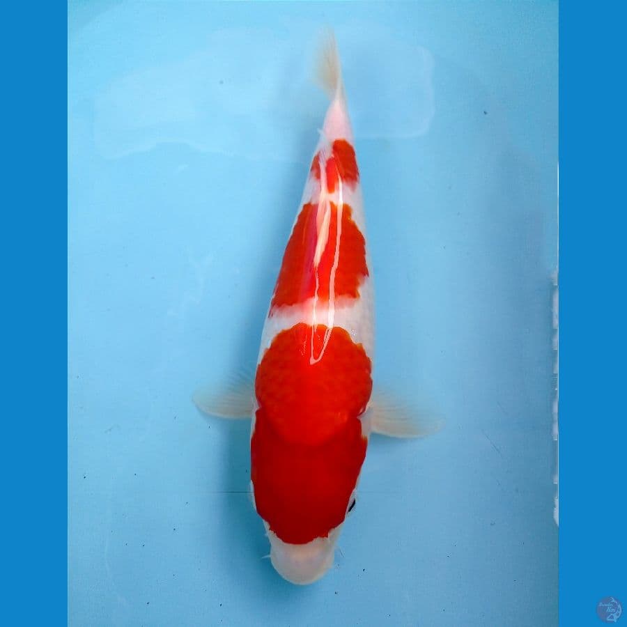 kohaku 32 cn