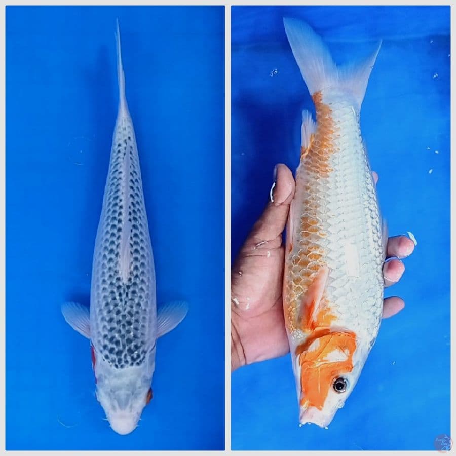 34 cm male