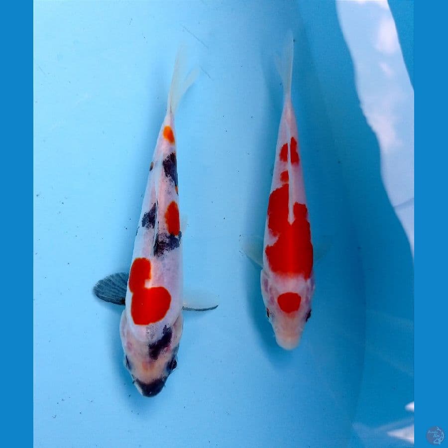 kohaku-showa 12-14cm