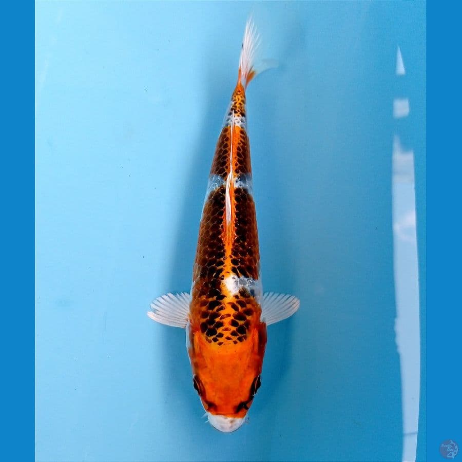 kujaku 20 cm