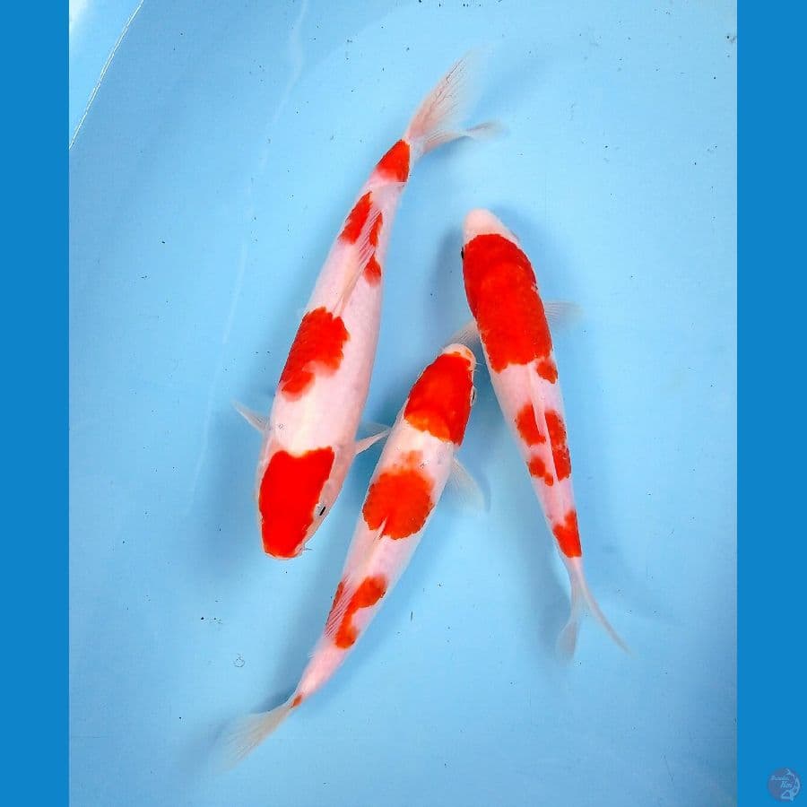 kohaku 23-26