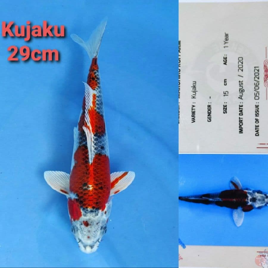 MARUHIRO KUJAKU 29CM