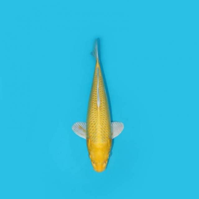 OGON 25 CM