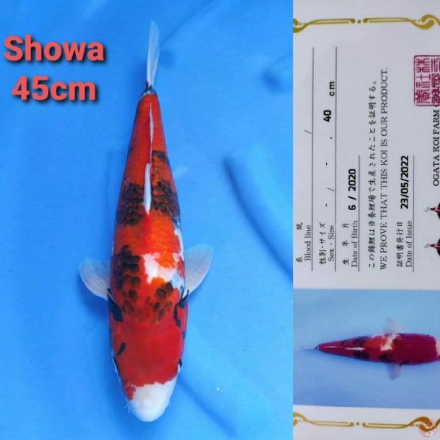 OGATA SHoWA 45CM