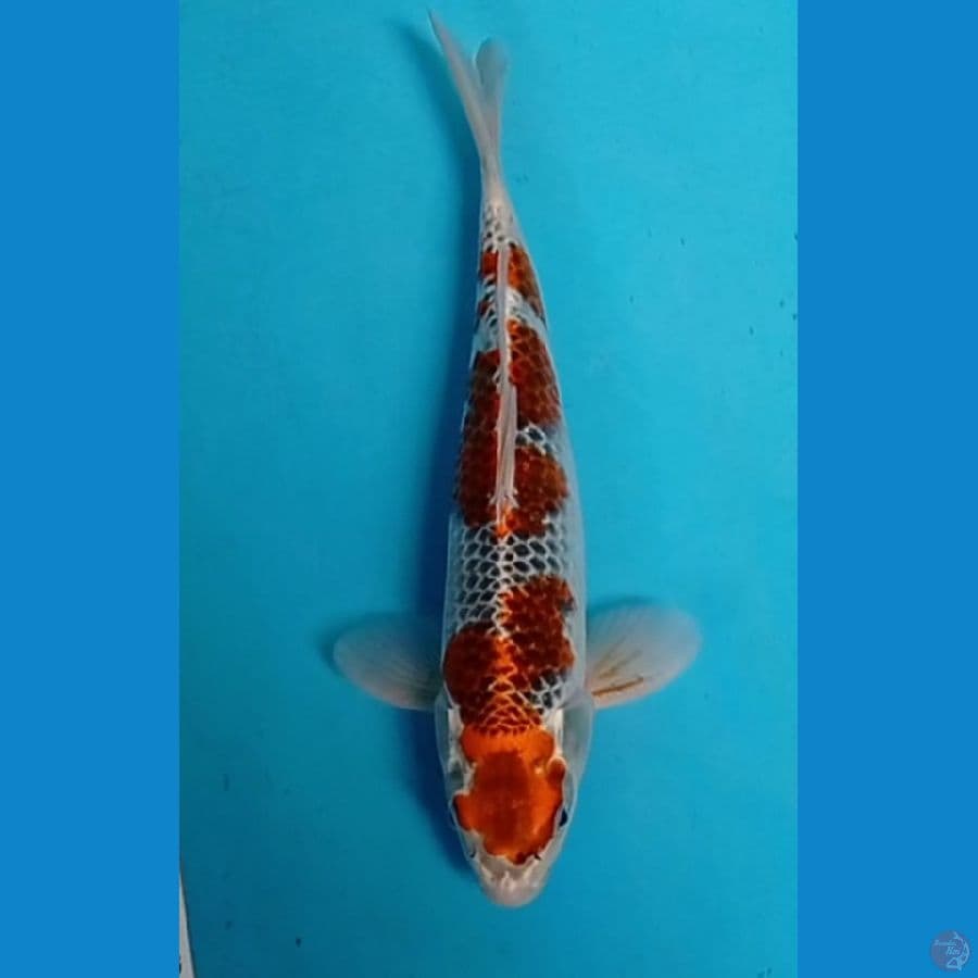 31 cm male