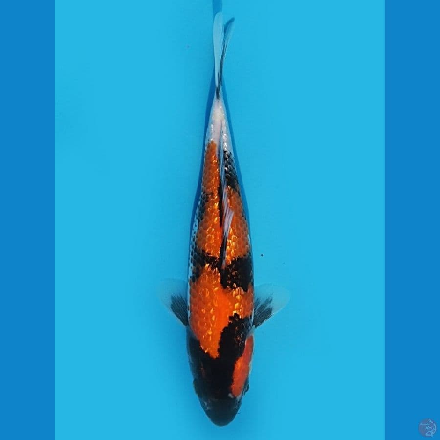 SHOWA GINDRIN HQ 17cm