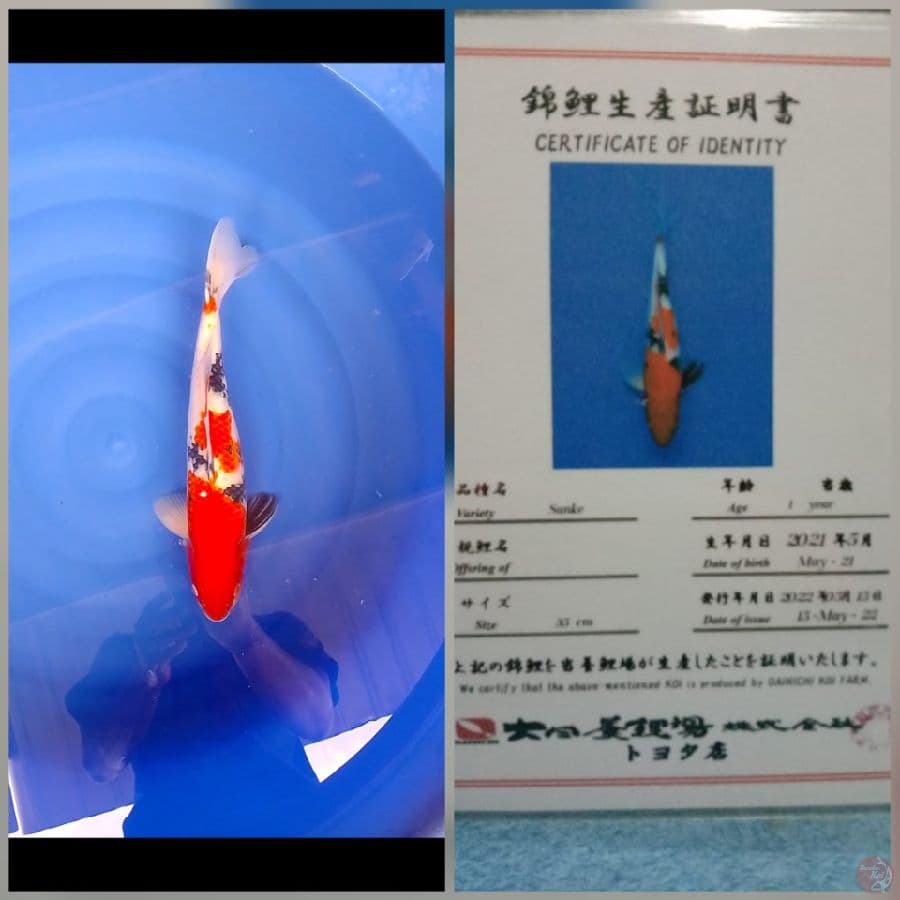 Sanke Import Dainichi