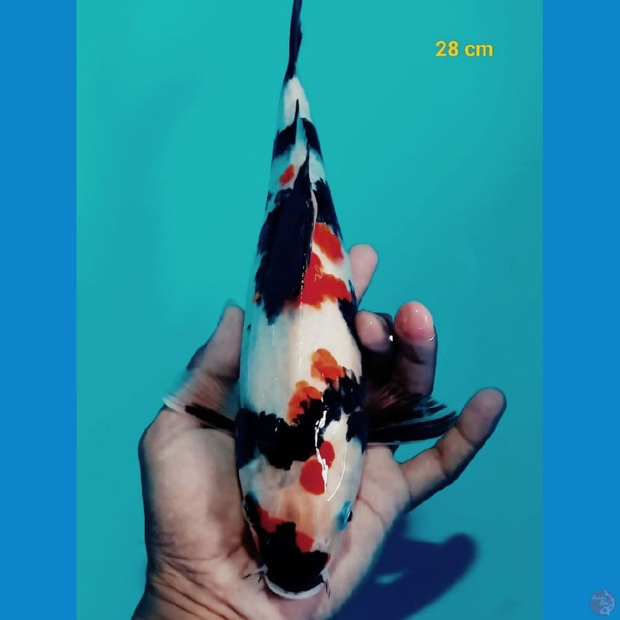 showa 28 cm