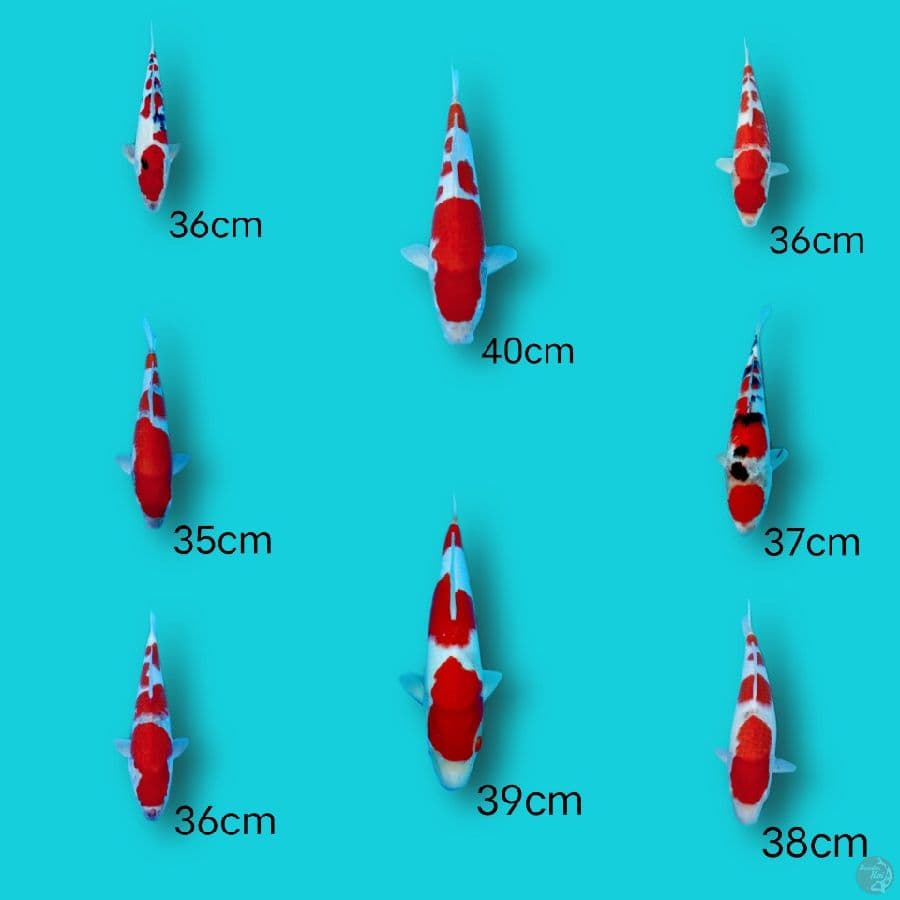 paket 8ekor cuting 35-40cm