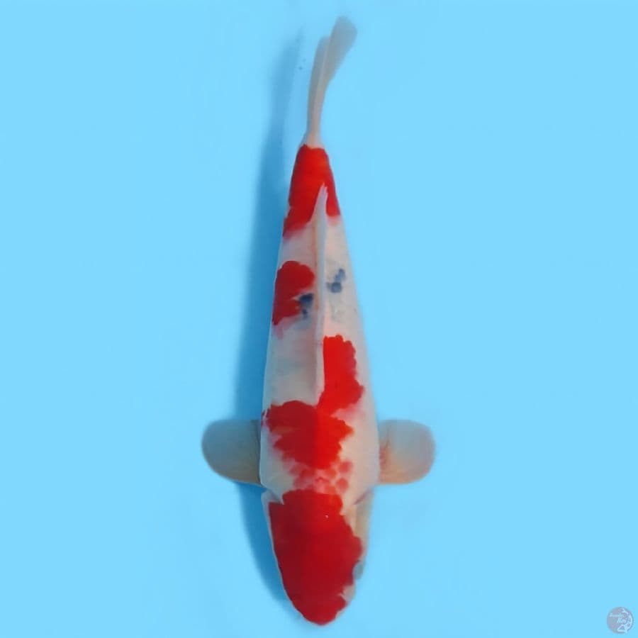 SANKE 33CM - FEEMALE