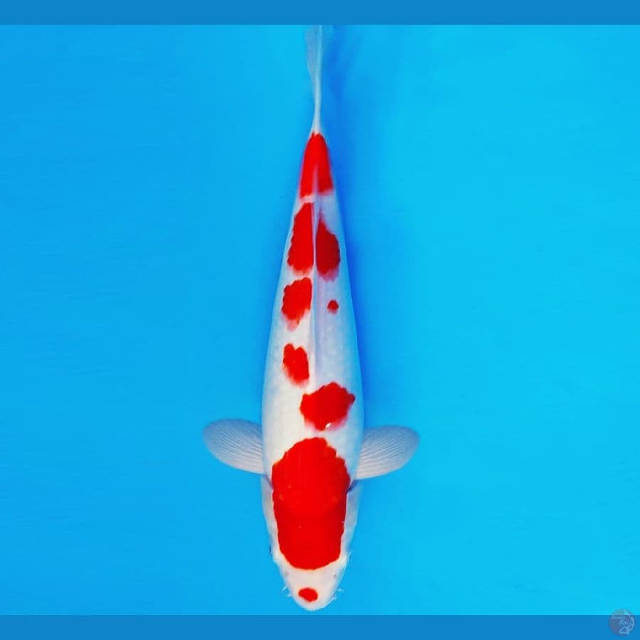 YORI 6 - KOHAKU 32 cm/fm ®