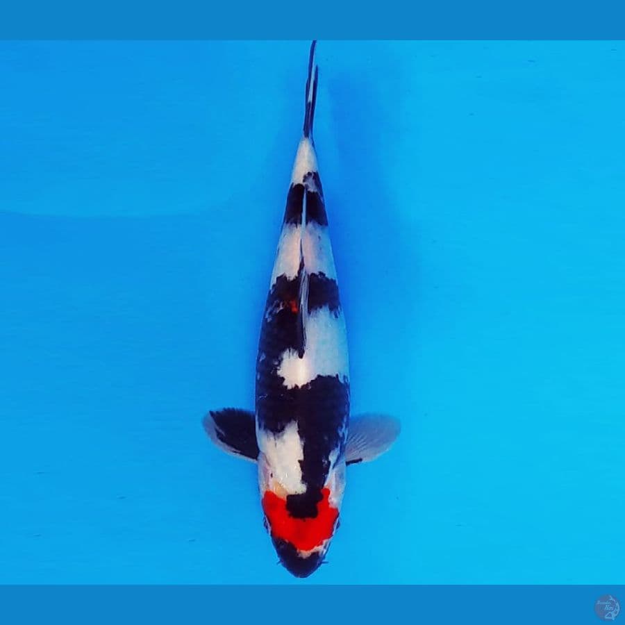 YORI 9 - TANCHO SHOWA 25 cm/male ®