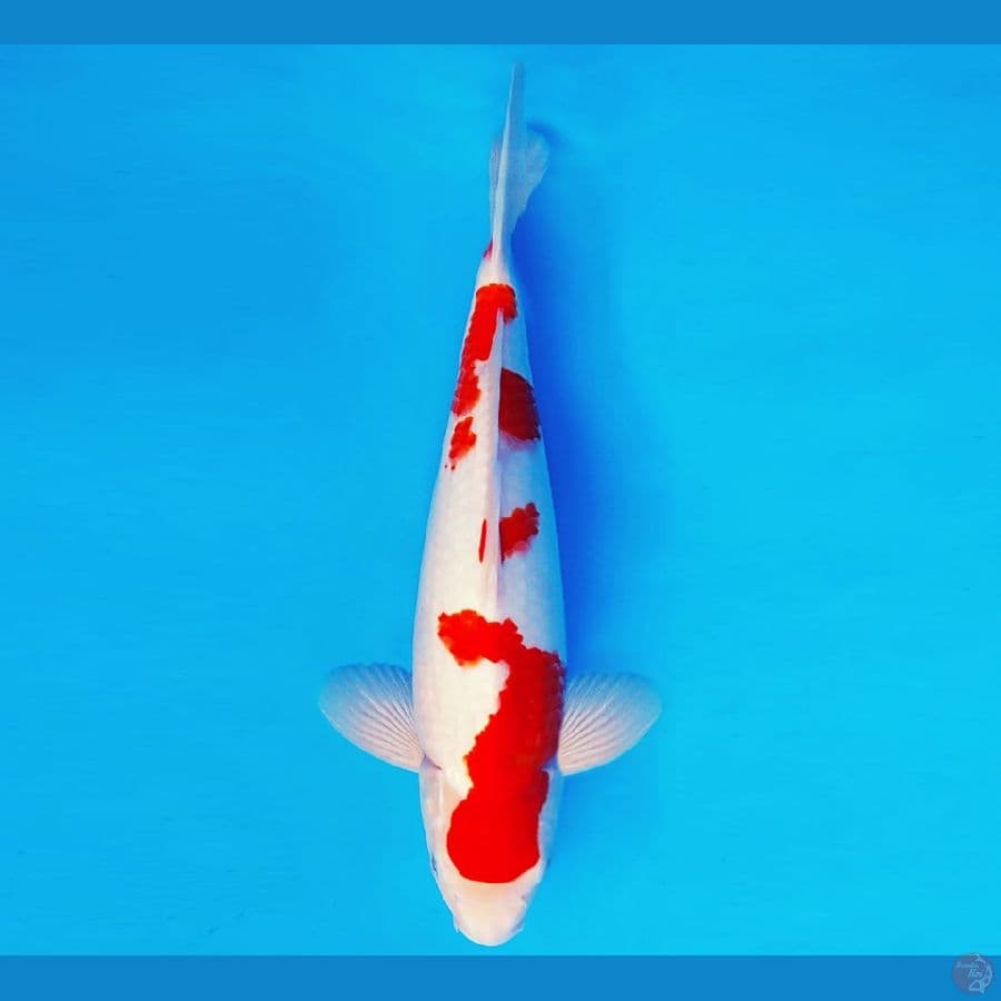 YORI 11 - KOHAKU 32 cm/male ®