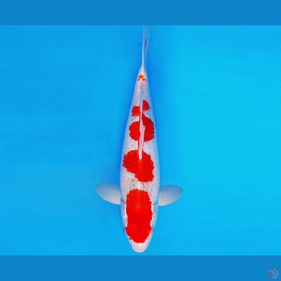 YORI 12 - GOSHIKI EVO 32 cm/male ®