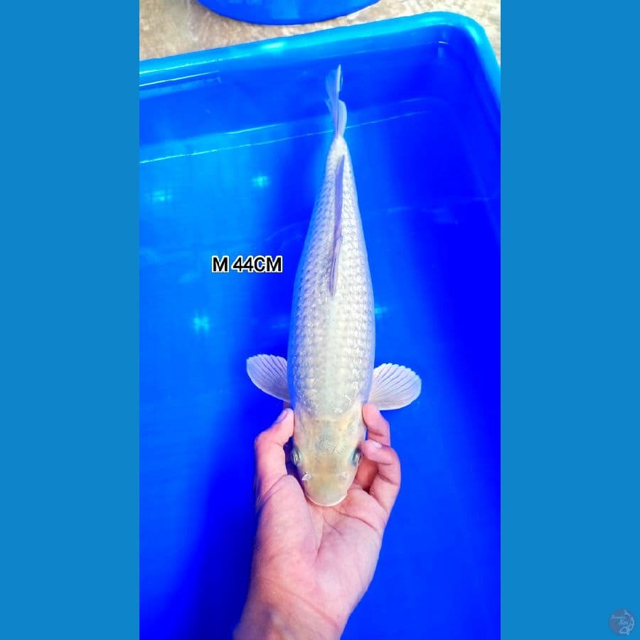 M 44CM