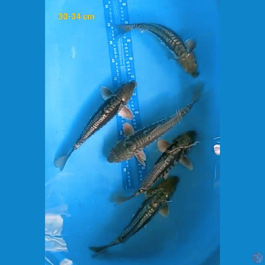 Aragoke ginrin 30-34 cm