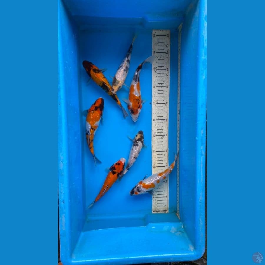 paket ginrin mix 18-22 7ekor
