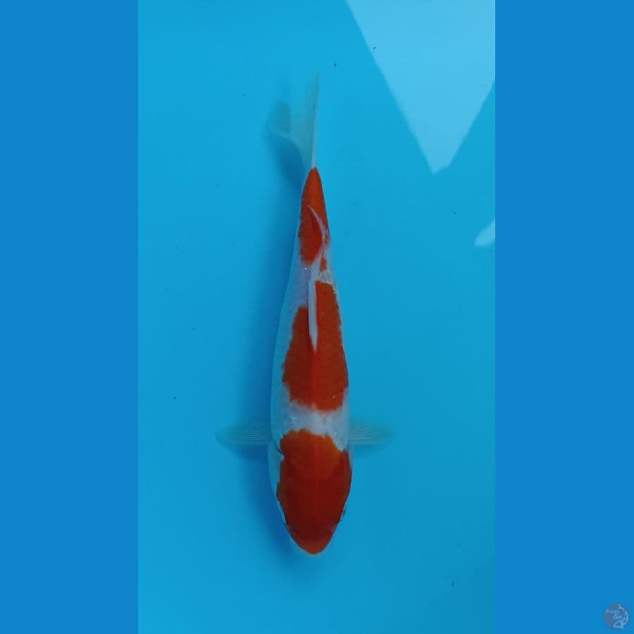 kohaku 25cm