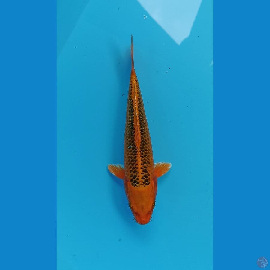 kin madsuba 22cm