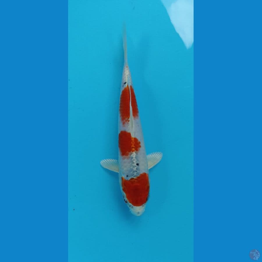 kin showa tategoi 19cm