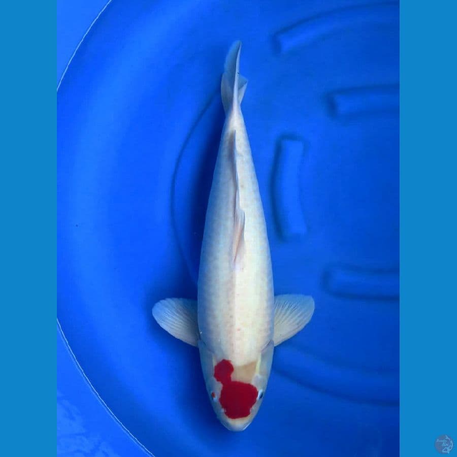 Tancho F1 55 cm male