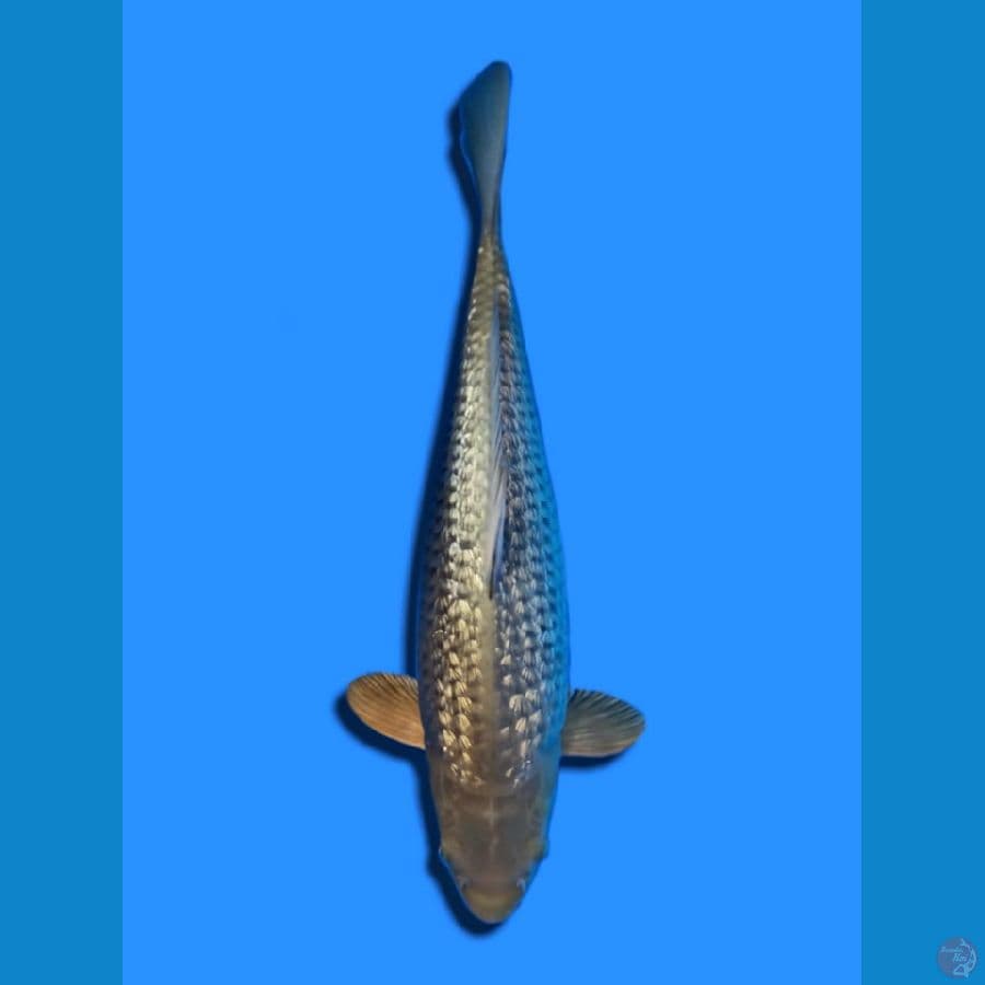 SORAGOI GINRIN 36 cm/MALE