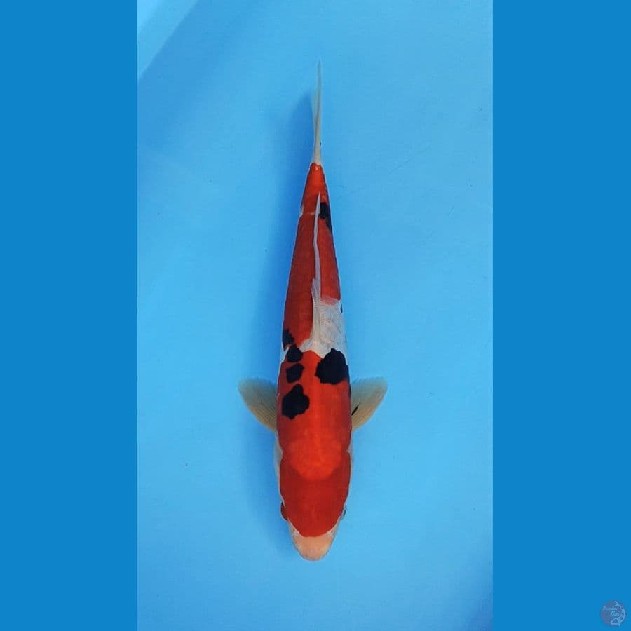 Male strong sanke aragoke 39cm