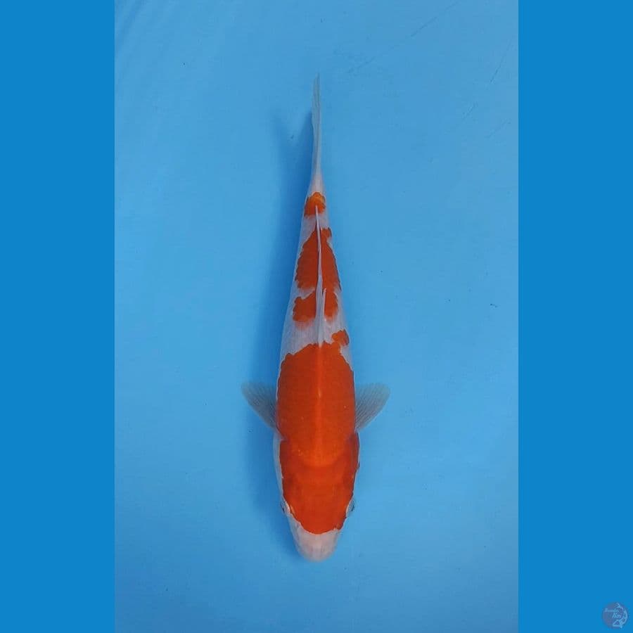Kohaku muda sandan pattern 30bu