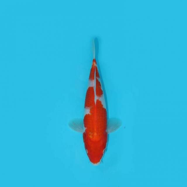 KOHAKU 24 CM