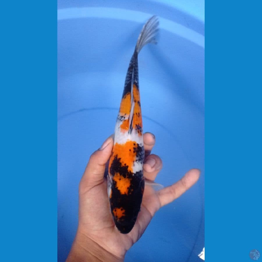 ~SHOWA 26CM~
