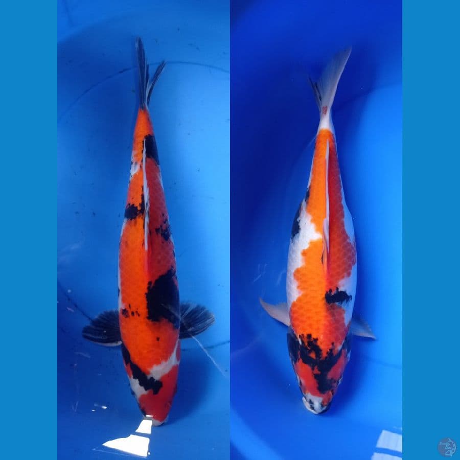 ~SEPASANG INDUK SIIAP PIJAH 42-45CM~
