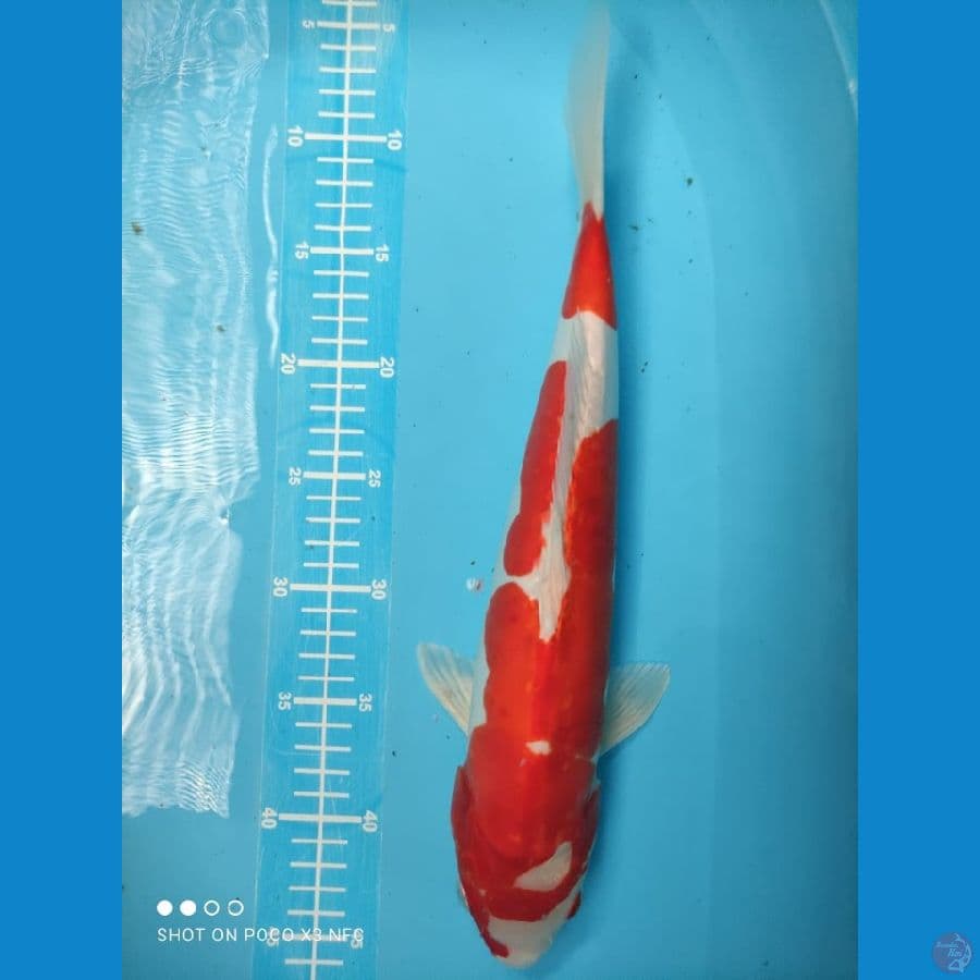 red kikhusui