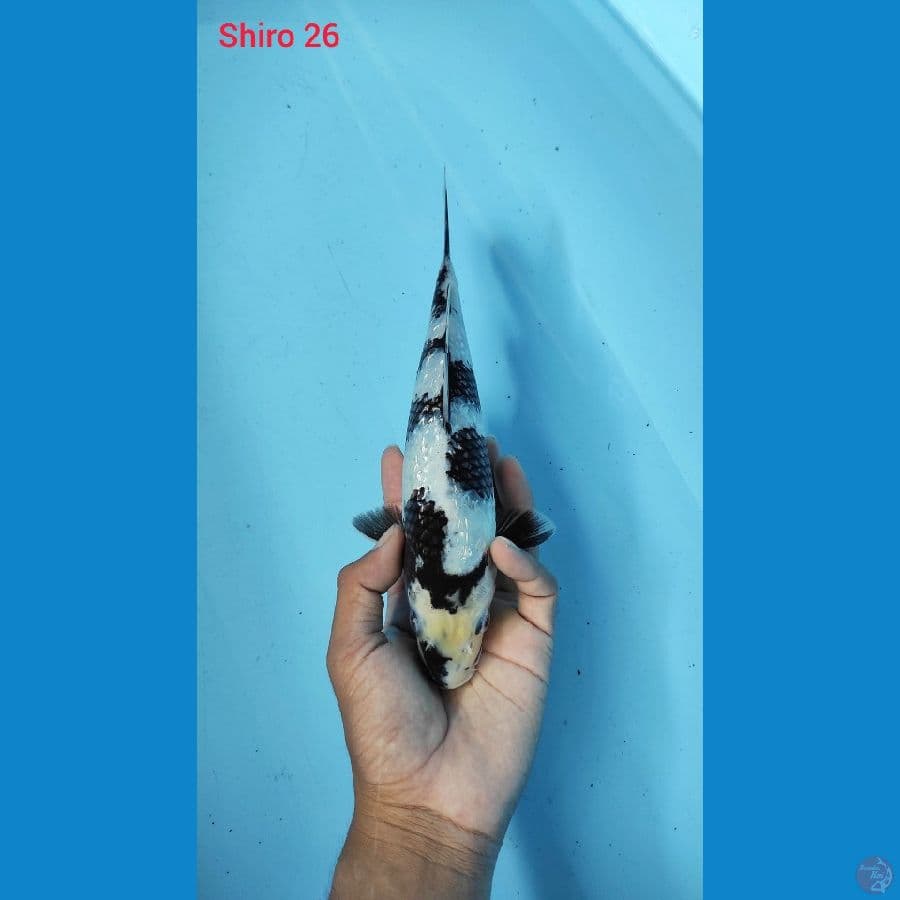 SHIRO GINRIN 26CM