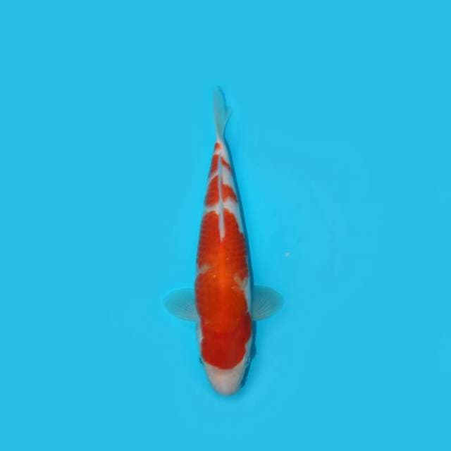 KOHAKU 26 CM