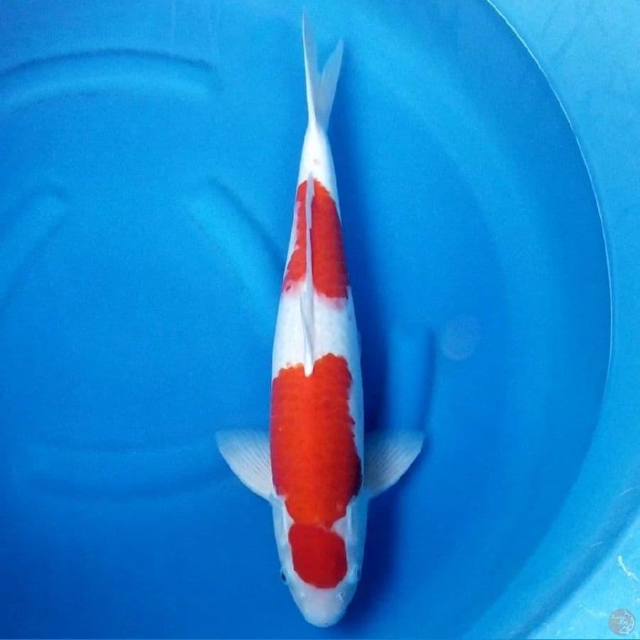 NIDAN KOHAKU 50 CM MALE