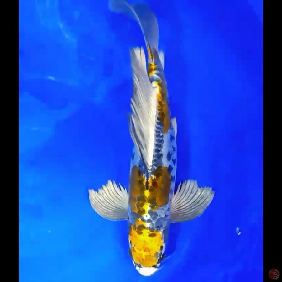 KUMPAY GOLD KIKO JUMBO 45CM
