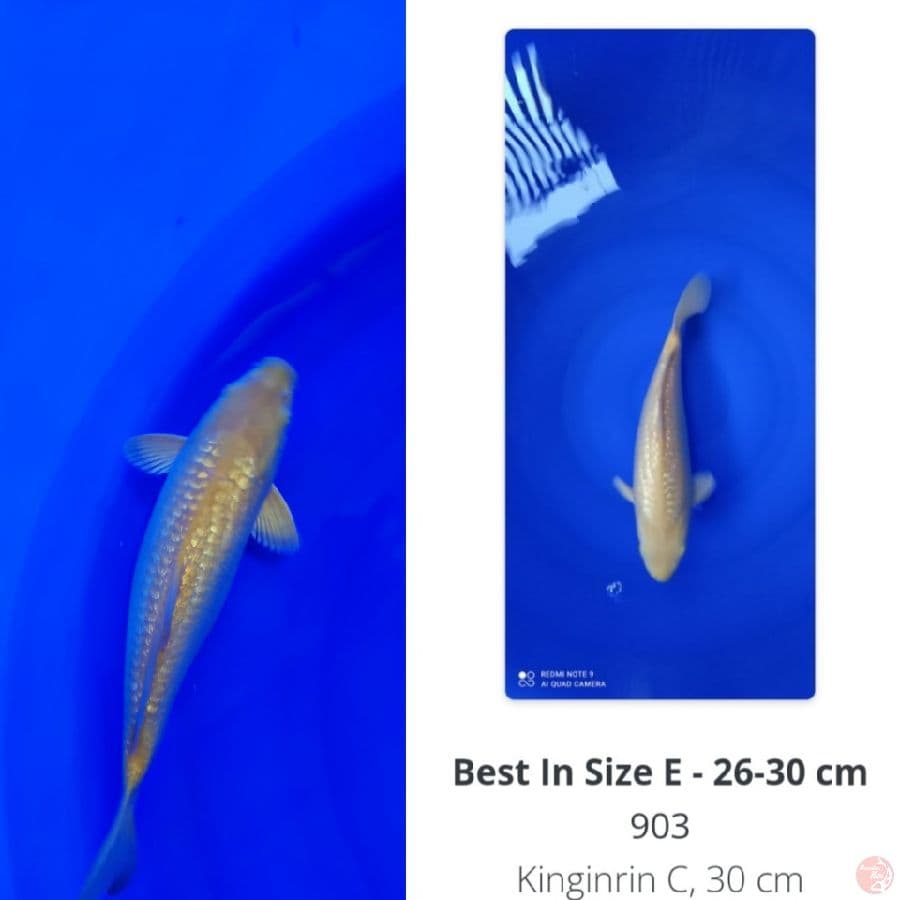 Karasi Ginrin Best In Size