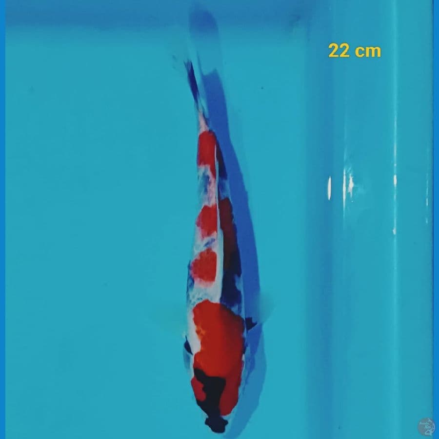 Grade A Showa 22 cm