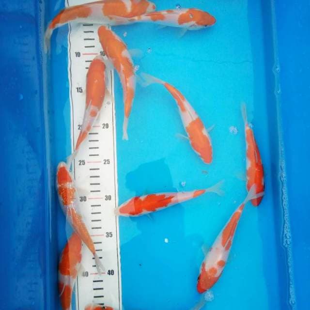 kohaku 12 ekor