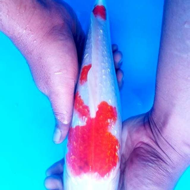 Sanke ginrin 31cm