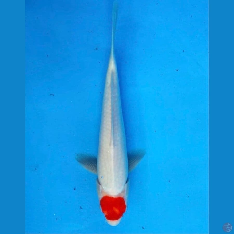 ~TANCHO KOHAKU 28CM/MALE~