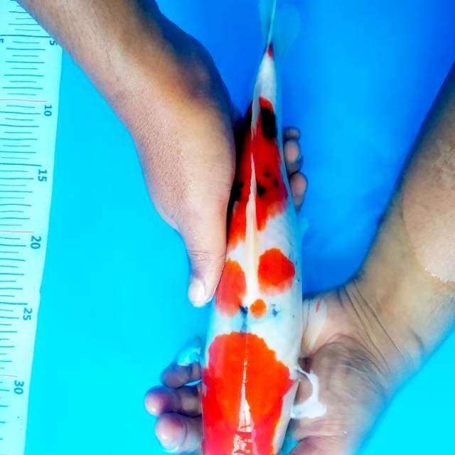 Sanke strong 32cm