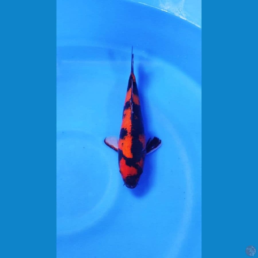 HI UTSURI SQ 26 cm ORI BOSSSKUU