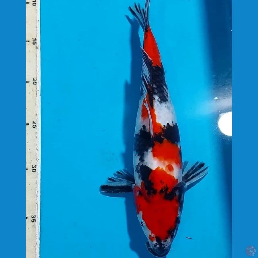 SHOWA 29 CM